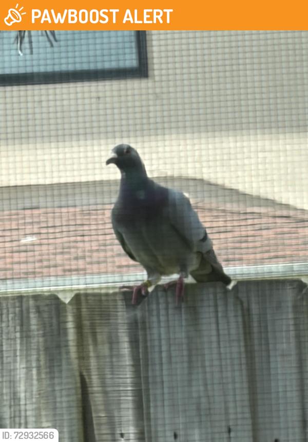 Found/Stray Unknown Bird last seen E Verona Circle and North Verona, Indian River County, FL 32966