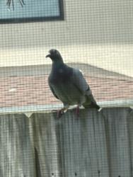 Found/Stray Unknown Bird last seen E Verona Circle and North Verona, Indian River County, FL 32966