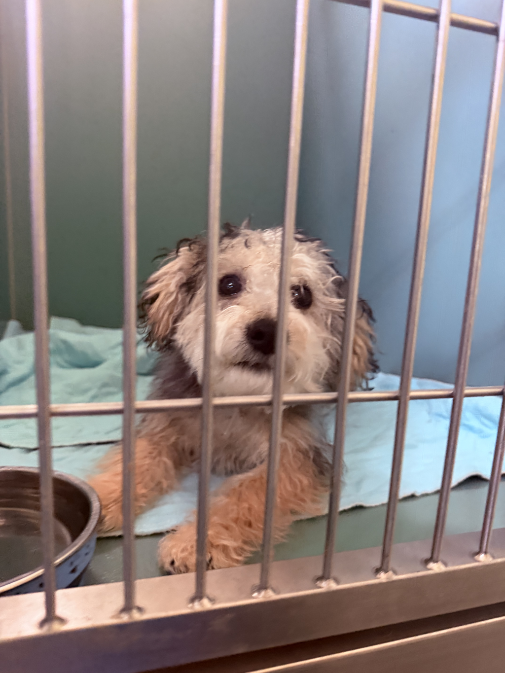 Shelter Stray Male Dog last seen Near Townsend Avenue, BRONX, NY, 10452, New York, NY 10029