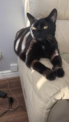 Reunited Female Cat last seen Boswell drive , West Midlands, England CV2 2DH