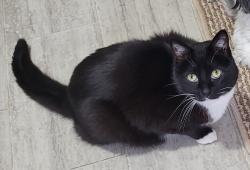 Reunited Male Cat last seen Dallas St & Division, River Falls, WI 54022