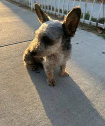 Lost Male Dog last seen Marco Antonio Firebaugh HighSchool, Lynwood, CA 90262