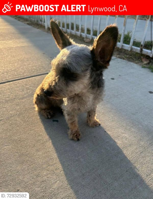 Lost Male Dog last seen Marco Antonio Firebaugh HighSchool, Lynwood, CA 90262