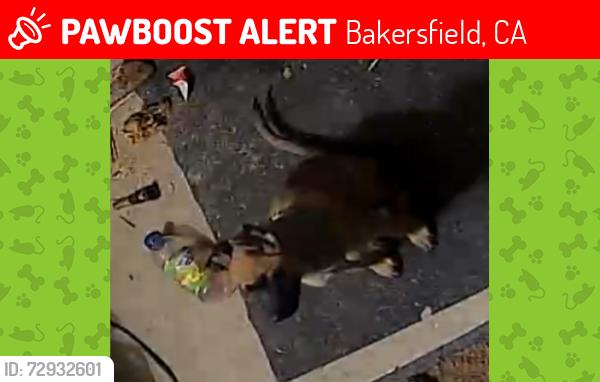 Lost Female Dog last seen Planz and New stine, Bakersfield, CA 93309