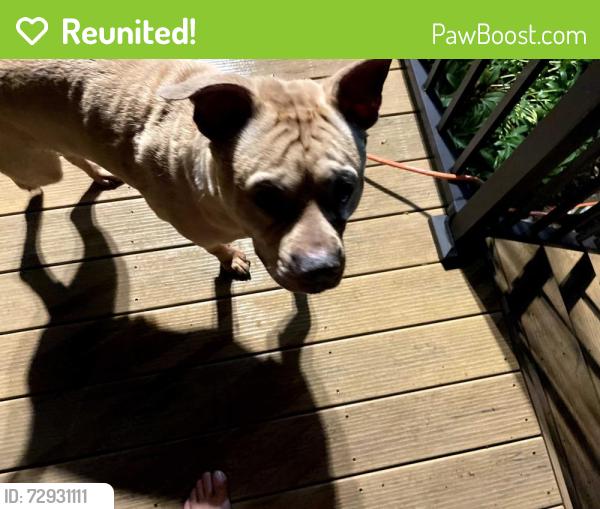 Reunited Male Dog last seen Kingswood Dr, off of Muir's Chapel, Greensboro, NC 27410
