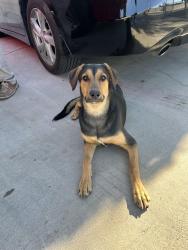 Reunited Unknown Dog last seen Lakemead and civic center, North Las Vegas, NV 89030