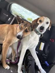 Reunited Unknown Dog last seen Near Thoroughbred Trail, Fort Worth, TX 76123, USA, Fort Worth, TX 76123