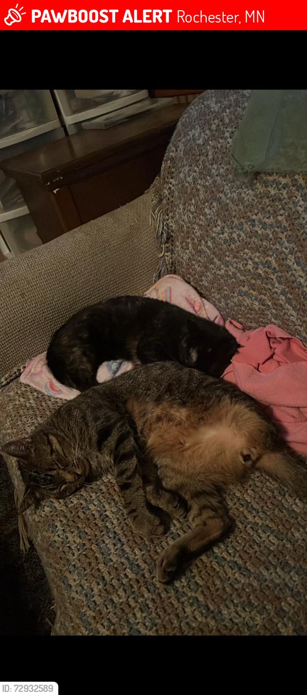 Lost Male Cat last seen Behind the hyvee on 37th street, Rochester, MN 55901