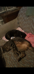 Lost Male Cat last seen Behind the hyvee on 37th street, Rochester, MN 55901