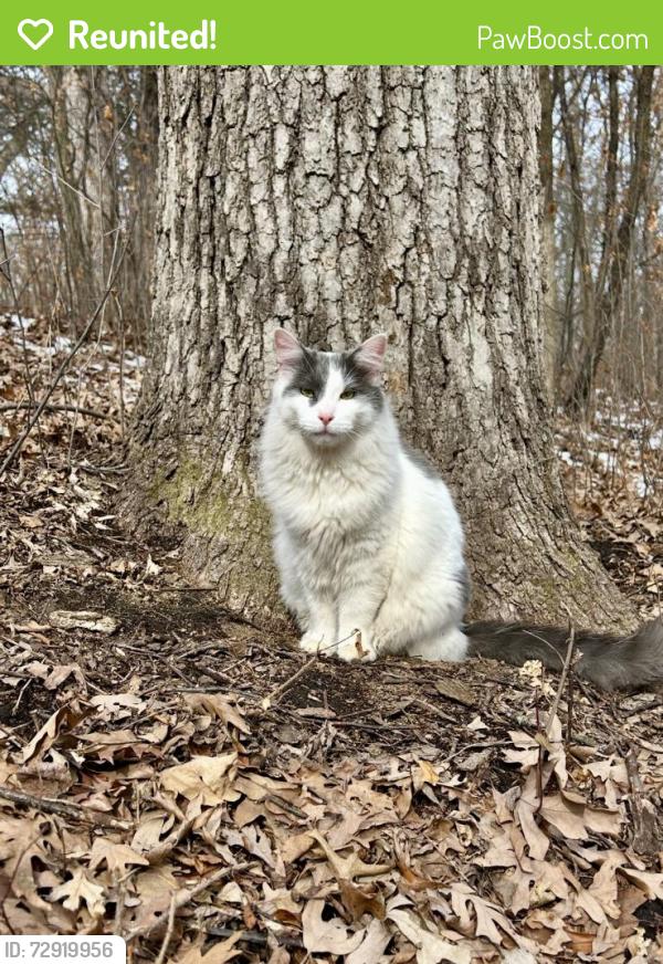 Reunited Male Cat last seen Lynn drive, prior lake, Credit River, MN 55372