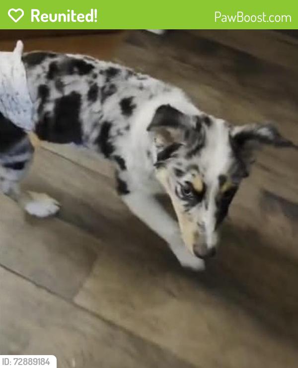 Reunited Male Dog last seen Near SW 136th Pl, Oklahoma City, OK 73170, USA, Oklahoma City, OK 73170