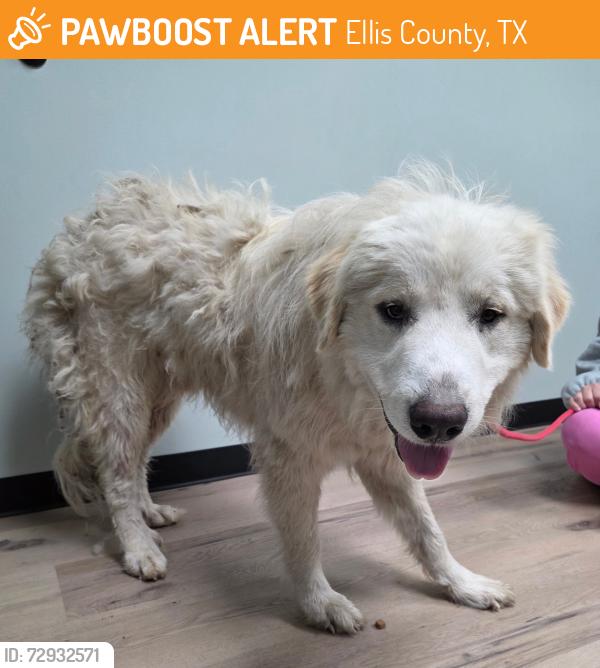 Found/Stray Male Dog last seen Five Points area, Waxahachie, Texas, Ellis County, TX 75167