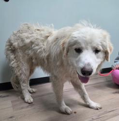 Found/Stray Male Dog last seen Five Points area, Waxahachie, Texas, Ellis County, TX 75167