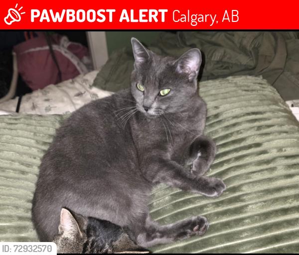 Lost Female Cat last seen Kingsland SW, Calgary, AB 