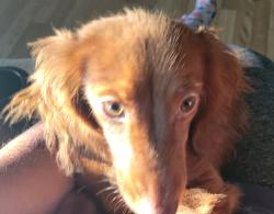 Lost Female Dog last seen US HWY 6 & County Road 8, Edgerton, OH 43517