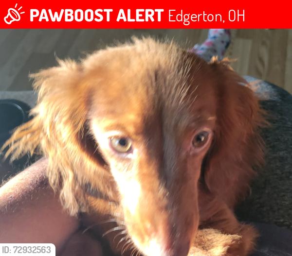 Lost Female Dog last seen US HWY 6 & County Road 8, Edgerton, OH 43517
