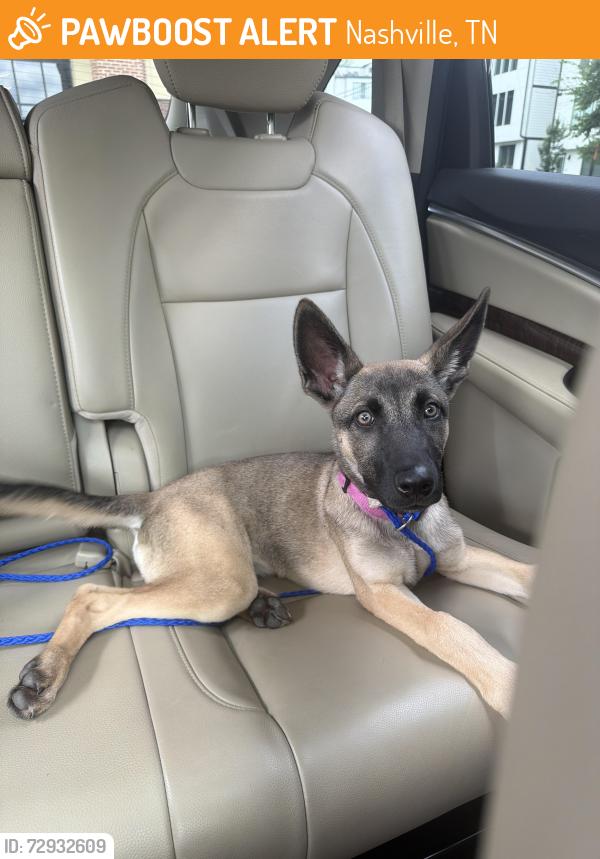 Found/Stray Female Dog last seen 16th ave N Nashville TN, Nashville, TN 37208