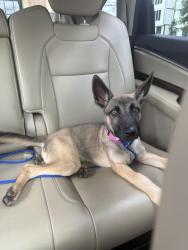 Found/Stray Female Dog last seen 16th ave N Nashville TN, Nashville, TN 37208