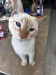 Lost Male Cat last seen Fairview park, Sherman, TX 75092