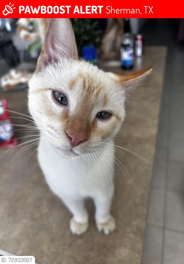 Lost Male Cat last seen Fairview park, Sherman, TX 75092