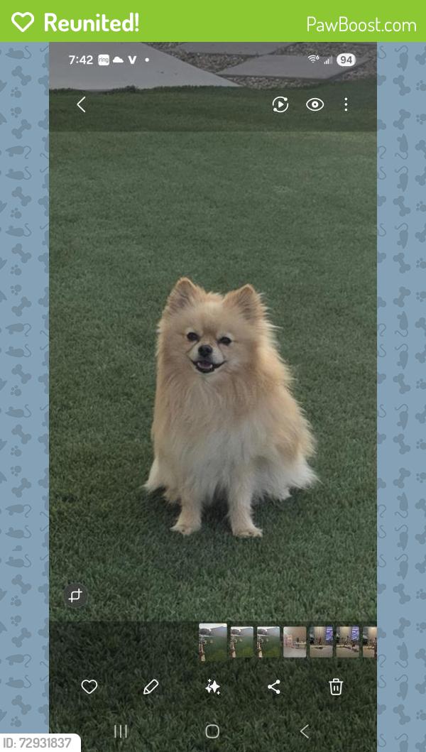Reunited Male Dog last seen Near n goldenview ln , Marana, AZ 85653