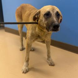 Shelter Stray Male Dog last seen , Pine Bluff, AR 71601