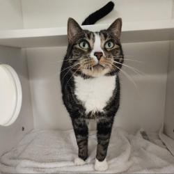 Shelter Stray Female Cat last seen , Philadelphia, PA 19140