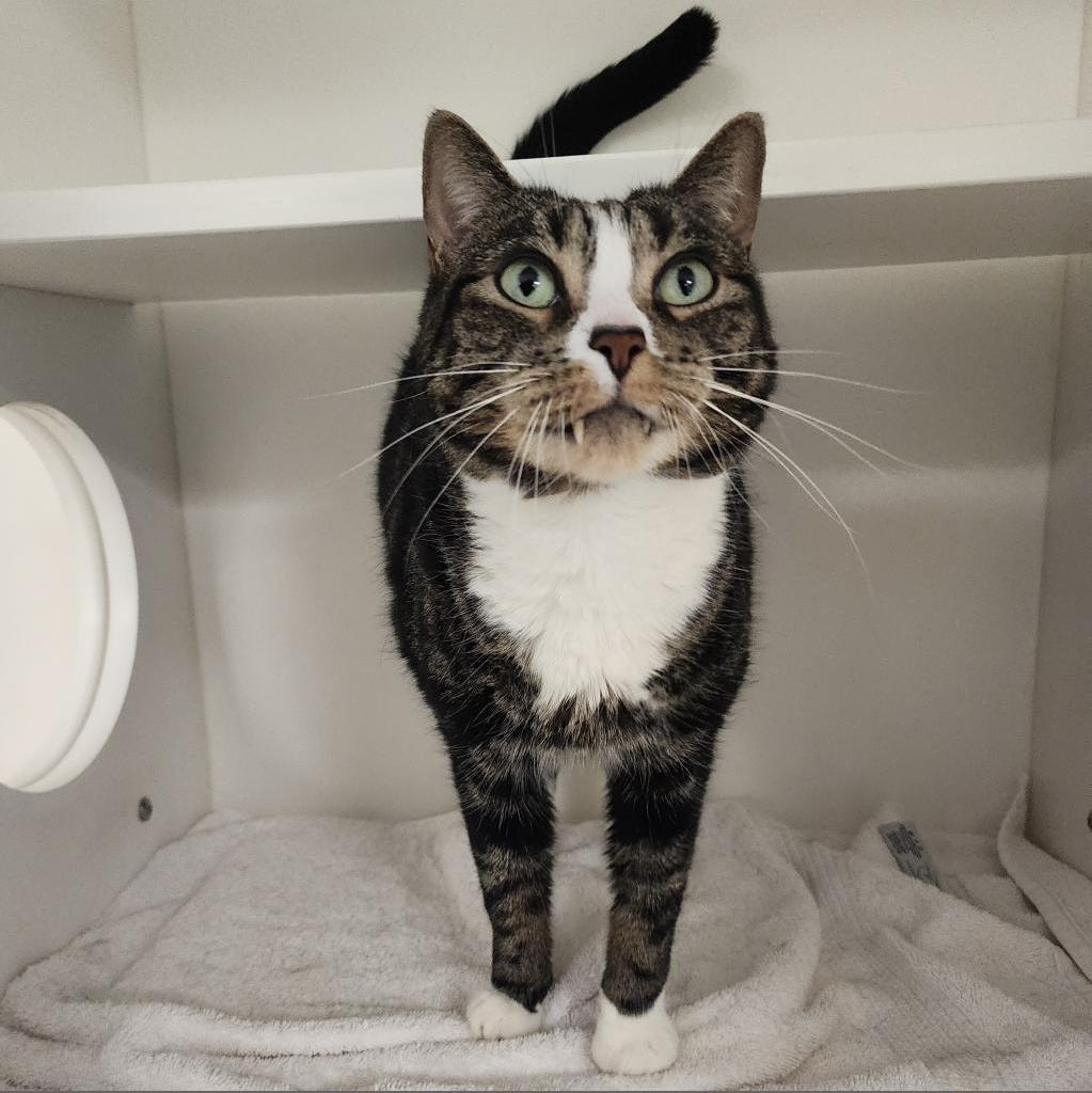 Shelter Stray Female Cat last seen , Philadelphia, PA 19140