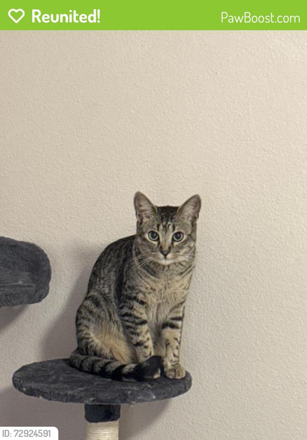 Reunited Male Cat last seen Aragon Springs and Novena Street, Las Vegas, NV 89138