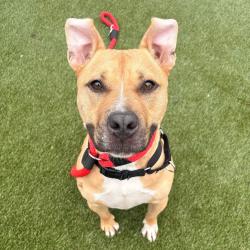 Shelter Stray Male Dog last seen , Animal Care & Control Team of Philly, 111 W Hunting Park Ave, Philadelphia, PA 19140, USA