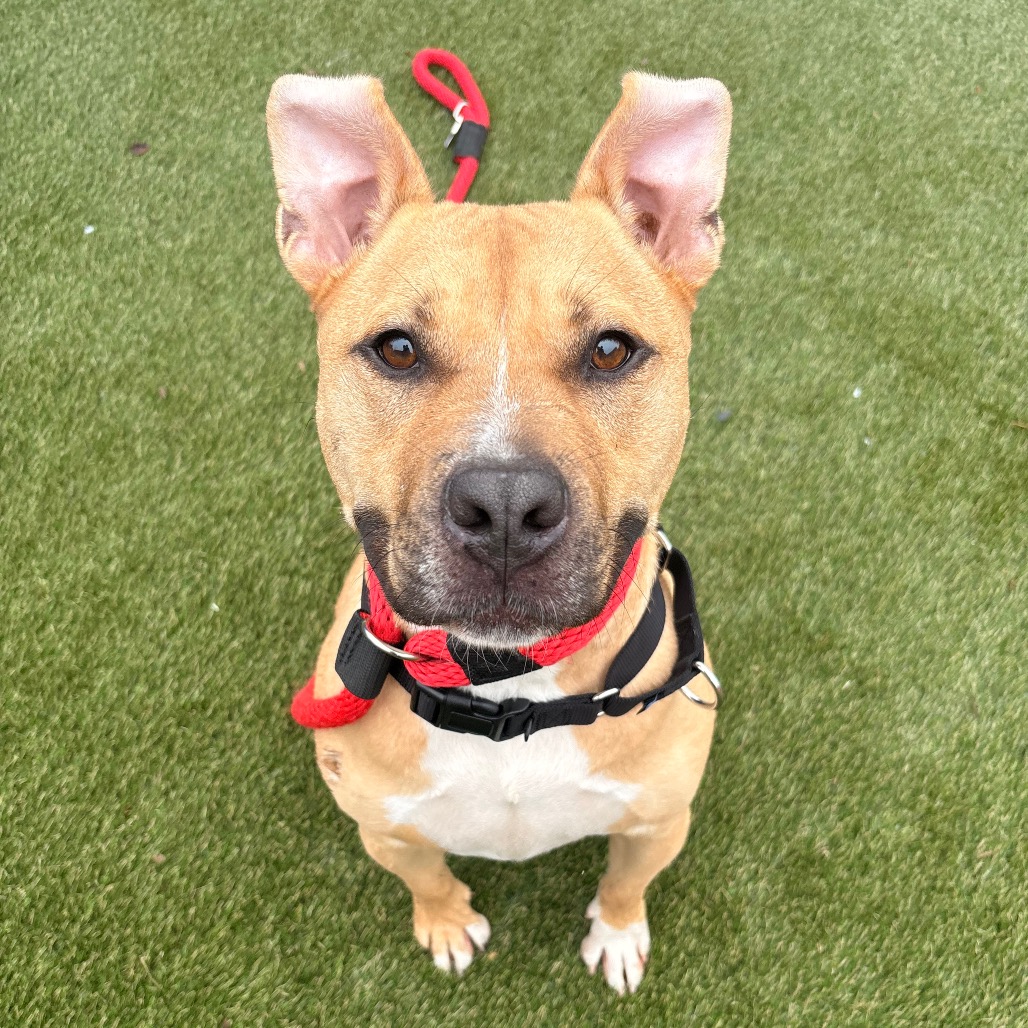Shelter Stray Male Dog last seen , Animal Care & Control Team of Philly, 111 W Hunting Park Ave, Philadelphia, PA 19140, USA
