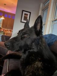 Lost Male Dog last seen 351st and Jingo Road, Paola, KS 66071