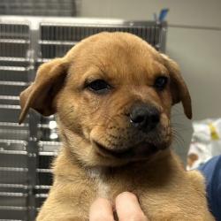Shelter Stray Male Dog last seen , 328 Furman Hall Rd, Greenville, SC 29609, USA