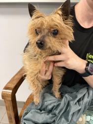 Reunited Male Dog last seen Sunset Ave and Adelaide St, Belleville, NJ 07109