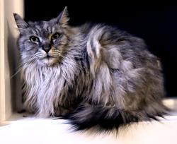 Lost Female Cat last seen E b st and 48th St, Tacoma, WA 98404