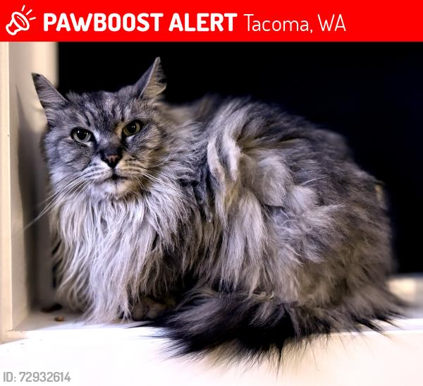 Lost Female Cat last seen E b st and 48th St, Tacoma, WA 98404