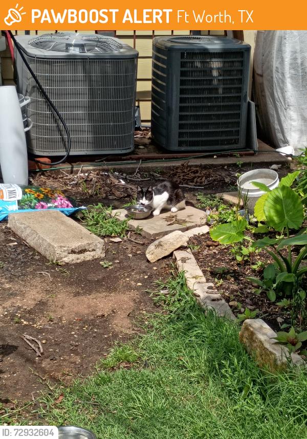 Found/Stray Unknown Cat last seen Berry street, Ft Worth, TX 76110