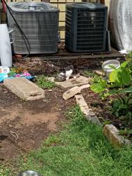 Found/Stray Unknown Cat last seen Berry street, Ft Worth, TX 76110