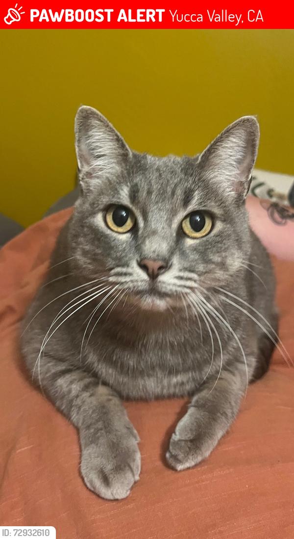 Lost Female Cat last seen Navajo Trl and Geronimo Trl, Yucca Valley, CA 92284