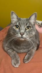 Lost Female Cat last seen Navajo Trl and Geronimo Trl, Yucca Valley, CA 92284