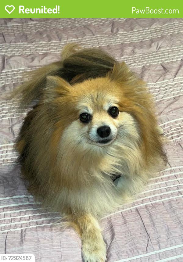 Reunited Male Dog last seen Hwy 81 and hwy 162 porterdale ga, Porterdale, GA 30016