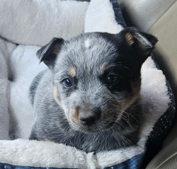 Lost Female Dog last seen Near Gibson, Gibson and I-25 , Albuquerque, NM 87102
