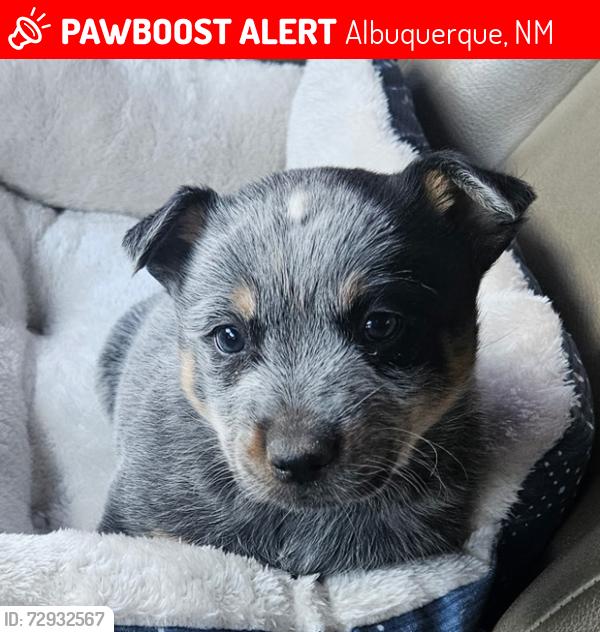 Lost Female Dog last seen Near Gibson, Gibson and I-25 , Albuquerque, NM 87102