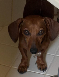 Reunited Female Dog last seen Rincon Rd. , Apple Valley, CA 92307