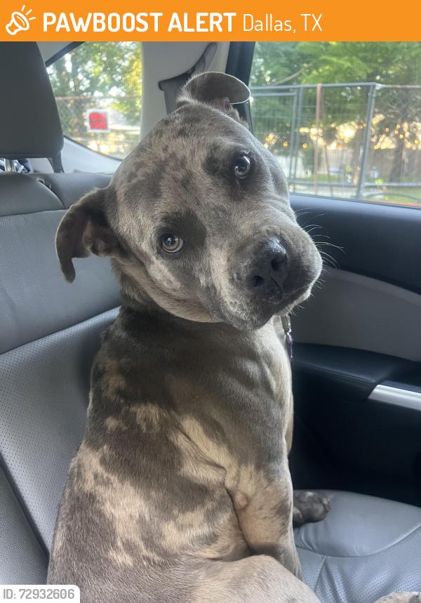 Found/Stray Male Dog last seen Southeast service center, Dallas, TX 75215