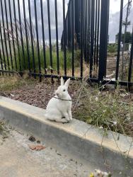 Found/Stray Unknown Rabbit last seen Near Baldwin park station, Baldwin Park, CA 91706