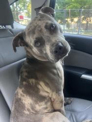 Found/Stray Male Dog last seen Southeast service center, Dallas, TX 75215