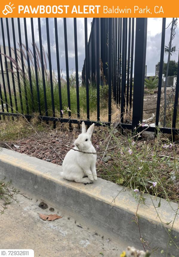 Found/Stray Unknown Rabbit last seen Near Baldwin park station, Baldwin Park, CA 91706