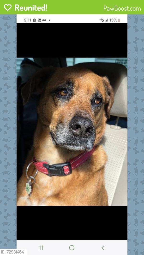 Reunited Female Dog last seen Ross road, Chilliwack, BC 