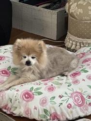 Lost Male Dog last seen Near Warren st Terrell , Terrell, TX 75160